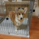 コーギーの5歳 メス 可愛がってくださる方お願いします