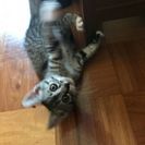 生後2か月位の猫ちゃんです。