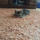 オス サバトラ 子猫 千葉