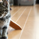 ねこの介護をしている飼い主さんの茶話会