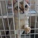 シンガプーラ　オス　４才　血統書付き