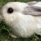 生後5ヵ月の子うさぎお譲りします！（毛色→白、茶