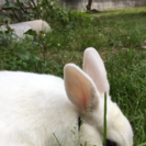 生後5ヵ月の子うさぎお譲りします！⚠️右耳にケガの跡あり
