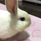 生後5ヵ月の子うさぎお譲りします！毛色→白〜茶色