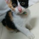 一旦受付停止いたします