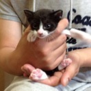 子猫の里親様募集