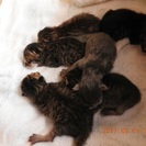 子猫が生まれました。