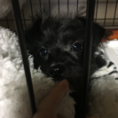 犬のお友達候補募集