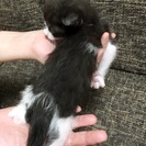 至急！今月中までです！保護したにゃんこがママでした！子猫の里親募集！どなたか助けて下さい！ - 名古屋市