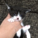 至急！今月中までです！保護したにゃんこがママでした！子猫の里親募集！どなたか助けて下さい！ - 猫