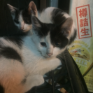 子猫を可愛がってくれる人いませんか？