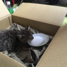 子猫里親探しています