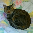 助けてください。猫のベンベンを探しています