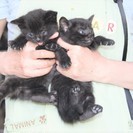 黒の子猫2匹の里親募集です（複数問い合わせいただいていますので一...