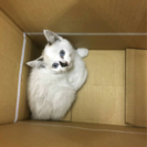 【写真追加しました】子猫 白猫 青い眼