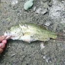 バス釣り仲間募集中です🎣