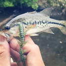 バス釣り