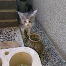 二人兄弟のねこちゃん