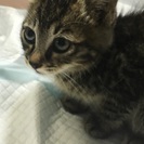【至急】可愛がってくれる方募集 - 猫
