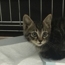 【至急】可愛がってくれる方募集 - 稲敷郡