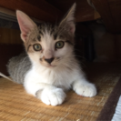 里親募集です。 - 猫