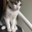 子猫の里親募集