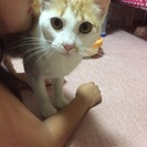 里親さん急募！人懐こい茶白の猫