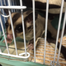 フクロウモモンガ オス♂