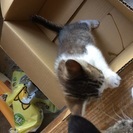 生後1ヶ月の仔猫の里親探してます。