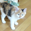可愛い三毛猫の女の子です♪