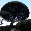 庭木の剪定 長乃園