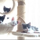 子猫の里親募集です。7/3で生後2ヶ月になります。 - 里親募集
