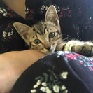 生後3ヶ月ぐらいの子猫