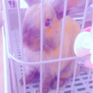 うさぎ貰って下さい。(取引中)