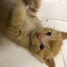 子猫の赤ちゃん3匹