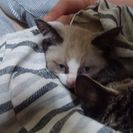 里親になって下さい
