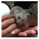 ゴールデンハムスターの里親募集