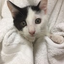 3ヶ月未満 ワンレングスがかわいい♂白黒ハチワレくん