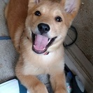 雑種犬　4月生まれ　オス