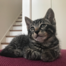子猫  里親募集中