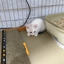 お陰様で里親決まりました。