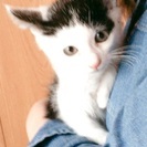 かわいい白と黒模様の子猫ちゃんです😺