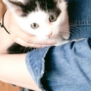 かわいい白と黒模様の子猫ちゃんです😺 - 大和郡山市