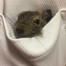 デグー赤ちゃん