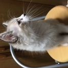 ４月１８日生まれの子猫２匹　お母さんかラグドール、お父さんが雑種...