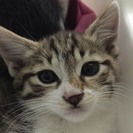 3カ月半 愛され育った野良兄弟♂キジ白ヒューイくん