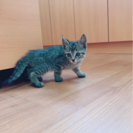 生後２ヶ月の子猫ちゃん