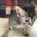 生後2〜3ヶ月のキジトラの女の子、可愛いです(その4) − 千葉県