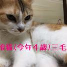成猫の里親さん募集中！困ってます！
