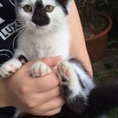 ☆子猫の里親募集しています★